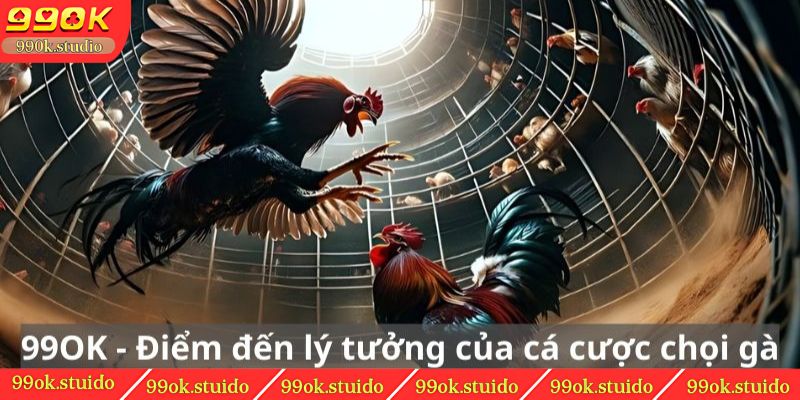 99OK - Điểm đến lý tưởng của cá cược chọi gà