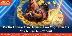 Đá Gà Thomo Trực Tuyến - Lựa Chọn Giải Trí tuyệt vời