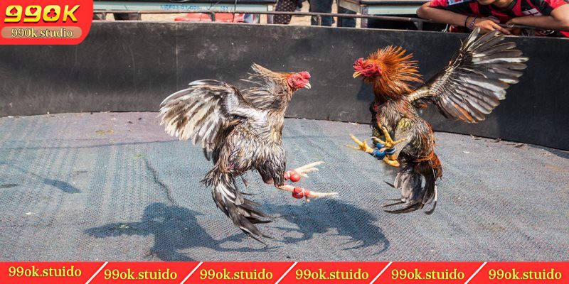 Bật mí kinh nghiệm chơi đá gà cựa sắt cho kê thủ