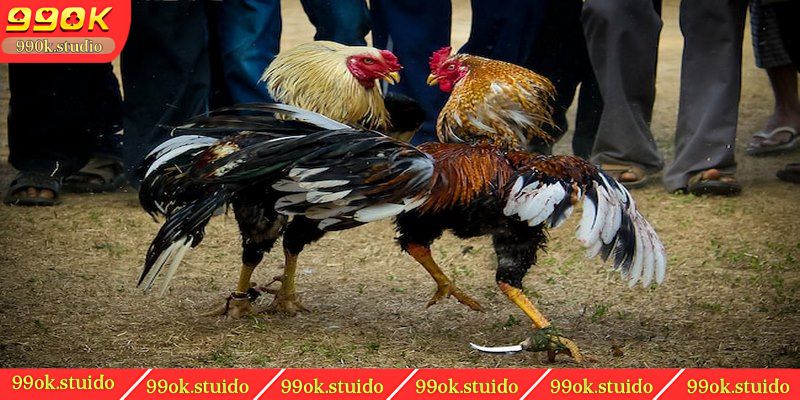 Tìm hiểu về đá gà cựa sắt