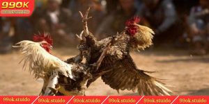 Đá Gà Cựa Sắt- Những Thông Tin Mọi Sư Kê Đều Cần Biết