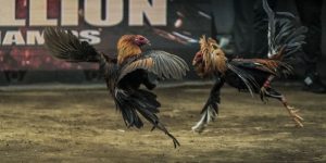 Những Kinh Nghiệm Xem Đá Gà Trực Tuyến Không Giật lag