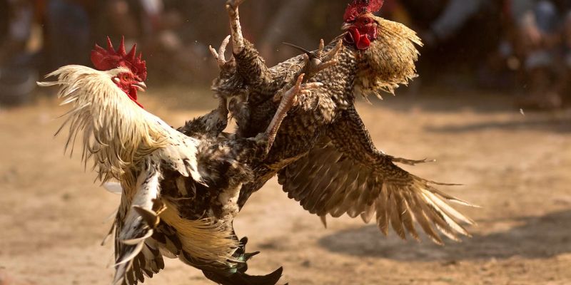 Các hình thức chọi gà campuchia phổ biến nhất tại nhà cái uy tín 
