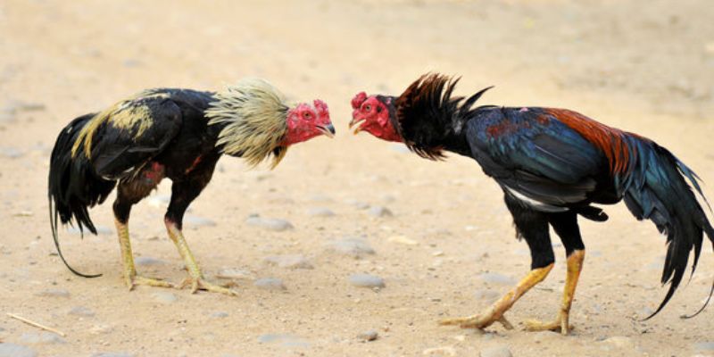 Hướng dẫn hội viên tham gia các kèo cược đá gà online 