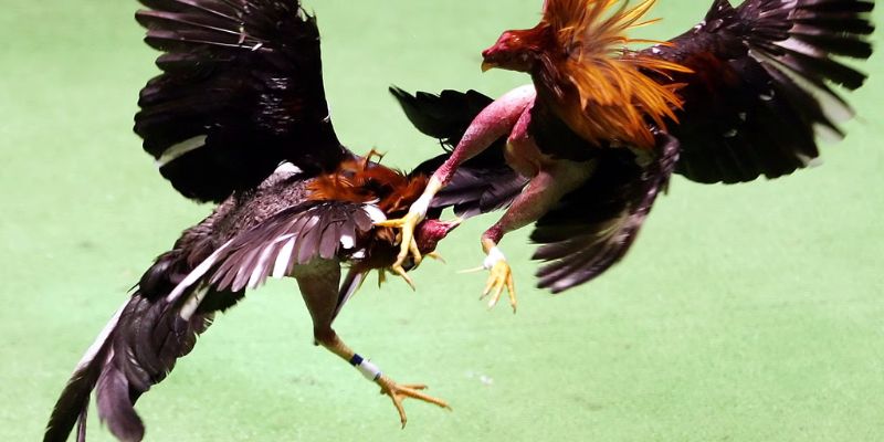 Hướng dẫn hội viên tham gia các kèo cược đá gà online 